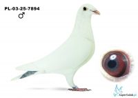 PL-03-25-7894