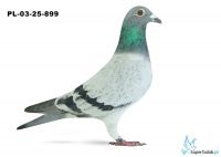 PL-03-25-899 6. OKRĘG WARSZAWA