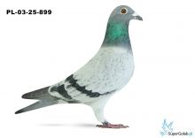 PL-03-25-899 6. OKRĘG WARSZAWA