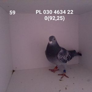 PL-030-22-4634: SIKORA ZDZISŁAW Gołąb z hodowli: SIKORA ZDZISŁAW.