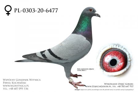 PL-0303-20-6477 - Tkaczuk Dariusz