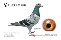 PL-0303-25-7037: Jozef Jastrzebski, m in 33m