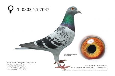 PL-0303-25-7037: Jozef Jastrzebski, m in 33m