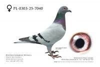 PL-0303-25-7040: Jozef Jastrzebski, m in 10m, 31m z FINAŁU