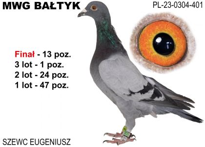 PL-0304-23-401: Szewc Eugeniusz, 5. Lotnik, m in 47m, 24m, 1m, 13m z FINAŁU Gołąb z hodowli: Szewc Eugeniusz. 5 Lotnik