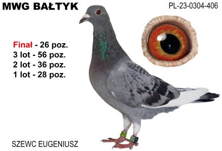 PL-0304-23-406: Szewc Eugeniusz, 56. Lotnik, m in 28m, 36m, 56m, 26m z FINAŁU Gołąb z hodowli: Szewc Eugeniusz.