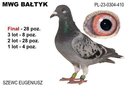 PL-0304-23-410: Szewc Eugeniusz, 4. Lotnik, m in 4m, 28m, 8m, 28m z FINAŁU Gołąb z hodowli: Szewc Eugeniusz. 4 Lotnik