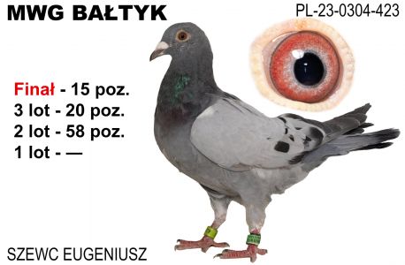 PL-0304-23-423: Szewc Eugeniusz, 37. Lotnik, m in 58m, 20m, 15m z FINAŁU Gołąb z hodowli: Szewc Eugeniusz. 37 Lotnik