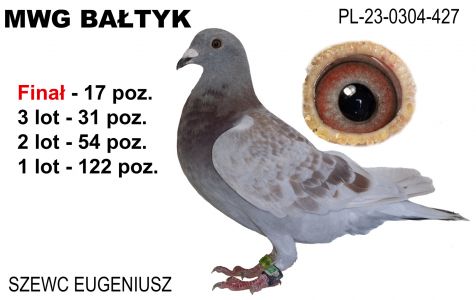 PL-0304-23-427: Szewc Eugeniusz, 64. Lotnik, m in 54m, 31m, 17m z FINAŁU Gołąb z hodowli: Szewc Eugeniusz.
