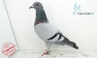 PL-0305-19-4929