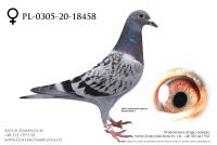 PL-0305-20-18458 - prawdopodobnie samczyk