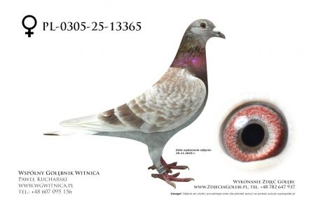 PL-0305-25-13365: Roman Pierog, m in 21m