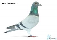 PL-0305-25-177 21. OKRĘG SZCZECIN 