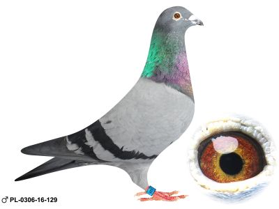 PL-0306-16-129 oryg Henryk Drygała czolowa hodowla Polski wielokrotny Mistrz Okręgu Mistrz Polski kat A 2012 r III Przodownik Polski kat A 2019 r 13 Przodownik Intermistrzostwo 3 krajów 2019 r 10 Przodownik Generalne Mistrzostwo Polski 2023 !!!