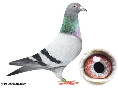 PL-0306-18-4022 oryg Henryk Drygała czolowa hodowla Polski wielokrotny Mistrz Okręgu Mistrz Polski kat A 2012 r III Przodownik Polski kat A 2019 r 13 Przodownik Intermistrzostwo 3 krajów 2019 r 10 Przodownik Generalne Mistrzostwo Polski 2023 !!!