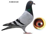 PL-0306-20 1520 GRZEGORZ DRYGAŁA 0306 Międzyzdroje