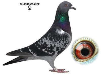 PL-0306-20 1526 SAMICA  4 x OLIMPIJCZYKI - GRZEGORZ DRYGAŁA 0306 Międzyzdroje