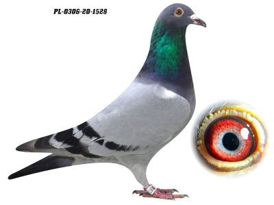 PL-0306-20-1528 oryg Grzegorz Drygała