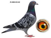 PL-0306-20 1558 GRZEGORZ DRYGAŁA 0306 Międzyzdroje