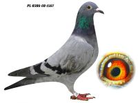 PL-0306-20 1567 - GRZEGORZ DRYGAŁA 0306 Międzyzdroje