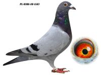 PL-0306-20 1583 GRZEGORZ DRYGAŁA 0306 Międzyzdroje
