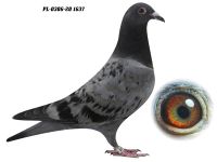 PL-0306-20 1637 GRZEGORZ DRYGAŁA 0306 Międzyzdroje