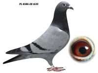 PL-0306-20 1639 - wnuk/wnuczka 4 OLIMPIJCZYKÓW GRZEGORZ DRYGAŁA 0306 Międzyzdroje