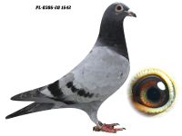 PL-0306-20 1642 - GRZEGORZ DRYGAŁA 0306 Międzyzdroje
