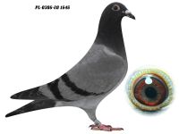 PL-0306-20 1646 GRZEGORZ DRYGAŁA 0306 Międzyzdroje