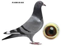 PL-0306-20 1656 - GRZEGORZ DRYGAŁA 0306 Międzyzdroje