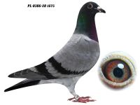 PL-0306-20 1675 - GRZEGORZ DRYGAŁA 0306 Międzyzdroje