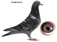PL-0306-20-1757 - AUKCJA CHARYTATYWNA DLA KUBY