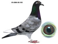PL-0306-20 1783 - GRZEGORZ DRYGAŁA 0306 Międzyzdroje