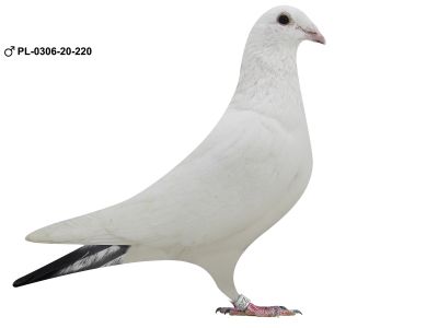 PL-0306-20-220 TOP AUKCJI Syn Białego Lwa