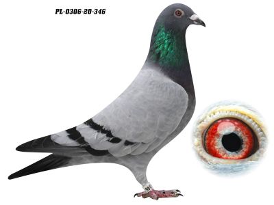 PL-0306-20 346 - 100% Van Loon -  GRZEGORZ DRYGAŁA 0306 Międzyzdroje