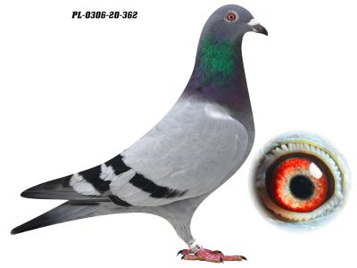 PL-0306-20 362 - GRZEGORZ DRYGAŁA 0306 Międzyzdroje