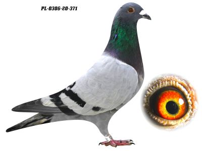 PL-0306-20 371 - GRZEGORZ DRYGAŁA 0306 Międzyzdroje