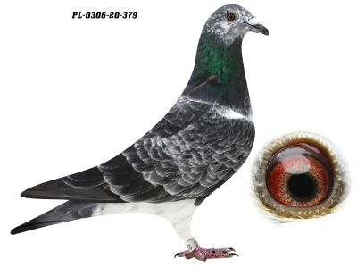 PL-0306-20 379 GRZEGORZ DRYGAŁA 0306 Międzyzdroje