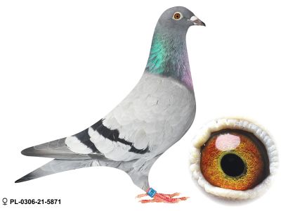 PL-0306-21-5871 oryg Henryk Drygała czolowa hodowla Polski wielokrotny Mistrz Okręgu Mistrz Polski kat A 2012 r III Przodownik Polski kat A 2019 r 13 Przodownik Intermistrzostwo 3 krajów 2019 r 10 Przodownik Generalne Mistrzostwo Polski 2023 !!!