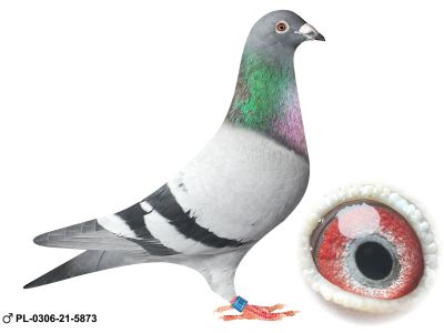 PL-0306-21-5873 oryg Henryk Drygała czolowa hodowla Polski wielokrotny Mistrz Okręgu Mistrz Polski kat A 2012 r III Przodownik Polski kat A 2019 r 13 Przodownik Intermistrzostwo 3 krajów 2019 r 10 Przodownik Generalne Mistrzostwo Polski 2023 !!!