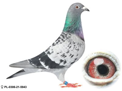 PL-0306-21-5943 oryg Henryk Drygała czolowa hodowla Polski wielokrotny Mistrz Okręgu Mistrz Polski kat A 2012 r III Przodownik Polski kat A 2019 r 13 Przodownik Intermistrzostwo 3 krajów 2019 r 10 Przodownik Generalne Mistrzostwo Polski 2023 !!!