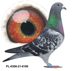 PL-0306-21-6180 oryg Grzegorz Drygała - 100 % Huub Hermans