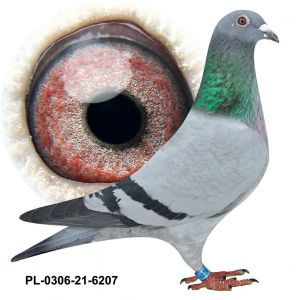 PL-0306-21-6207 córka podstawowego gołębia rozpłodowego