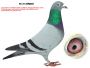 PL-0306-21-6207 córka podstawowego gołębia rozpłodowego
