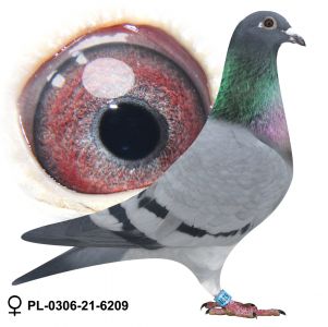 PL-0306-21-6209 wnuczka 2 olimpijczyków