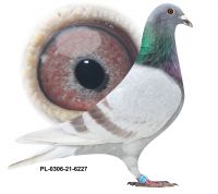 PL-0306-21-6227 SYN JEDNEGO Z NAJLEPSZYCH ROZPŁODOWCÓW NA GOŁĘBNIKU