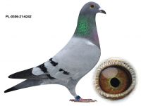 PL-0306-21-6242 TOP NA WG - SAMIEC