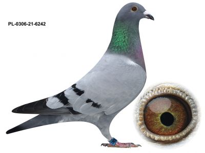 PL-0306-21-6242 TOP NA WG - SAMIEC