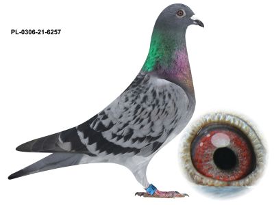PL-0306-21-6257 GOŁĘBIE NA WSPÓLNE GOŁĘBNIKI