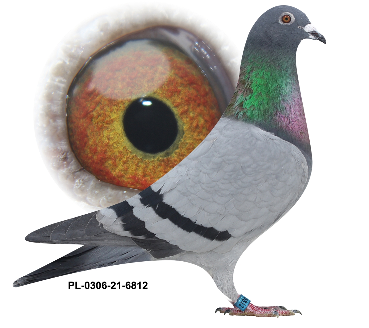 『The Pigeon』 Hardy Krüger (Rommerskirchen, DE): brilliant results in